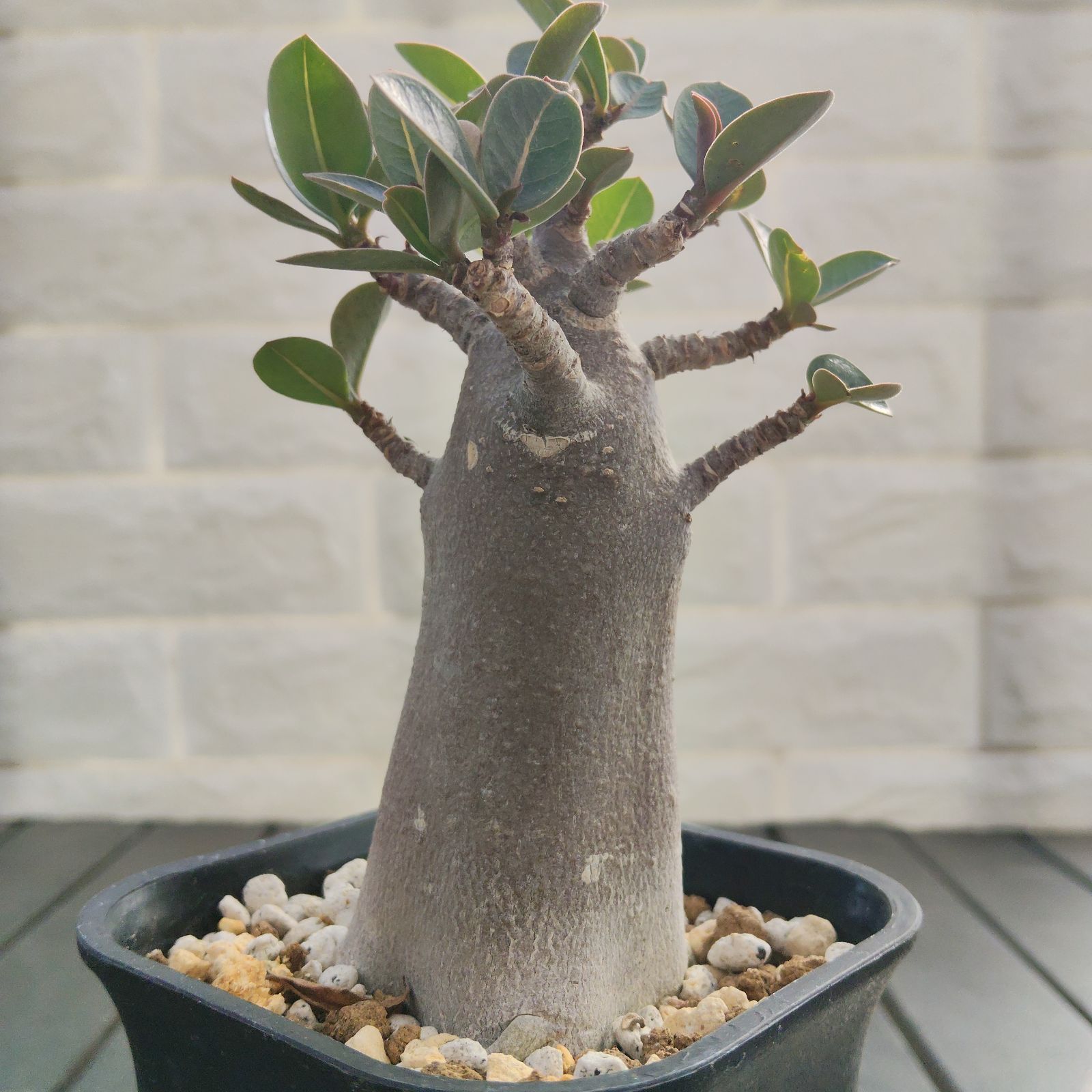 a65 アデニウム ドワーフ ブラックスキン 塊根植物 コーデックス