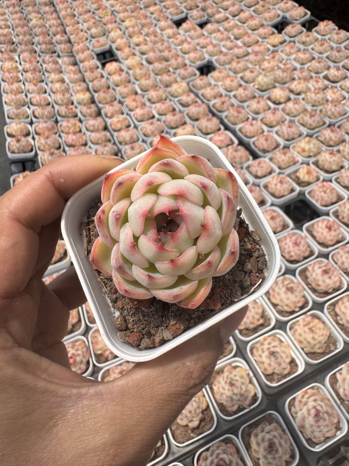 Z6229×24株 ゴウコンヒメ 抜き苗 多肉植物 アエオニウム エケベリア