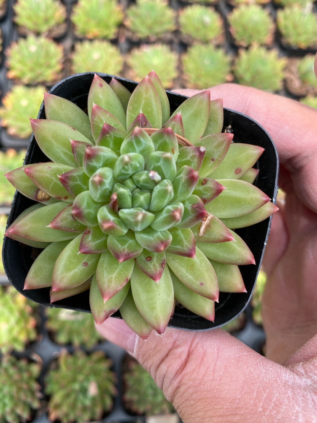 新入荷 コッコツモジ×24株 Z6244抜き苗 多肉植物 詰め合わせ