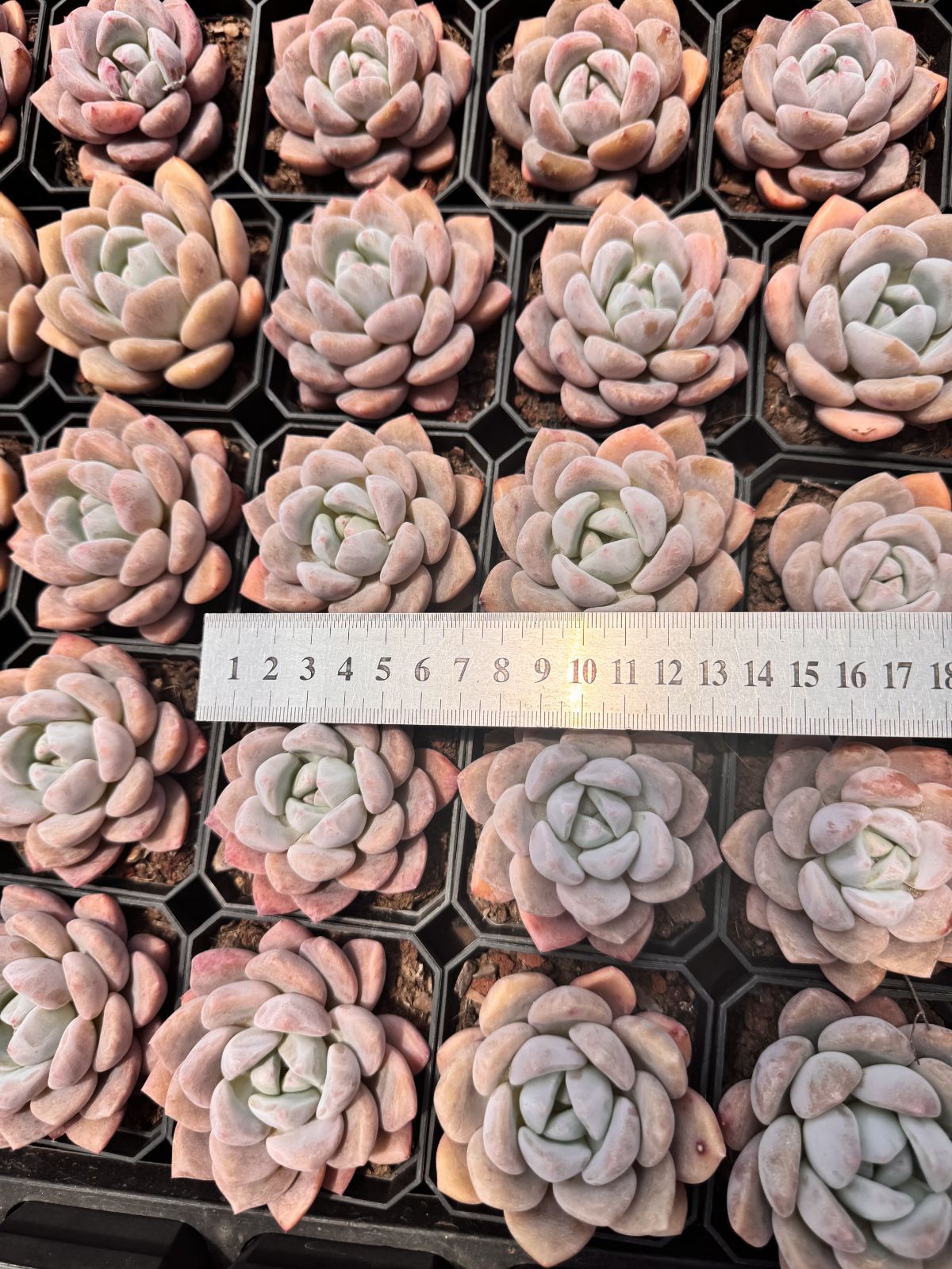 新入荷 スイートハートミス×24株 Z6235抜き苗 多肉植物 詰め合わせ