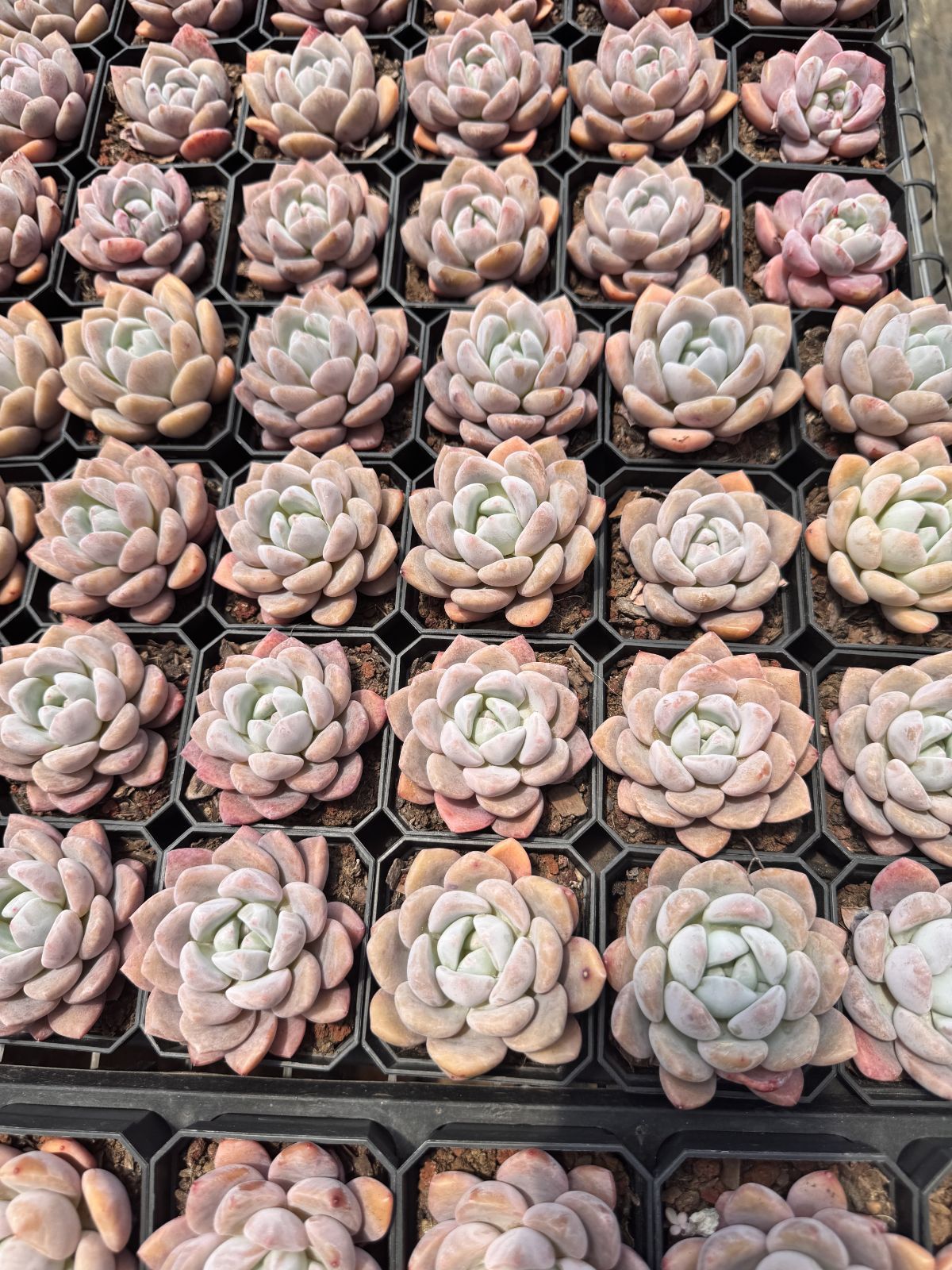スイートハート◎多肉植物 カット苗 輸入苗 エケベリア等 多肉植物 エケベリア スイートハート 韓国苗 抜き苗 カット苗 約3〜4cm