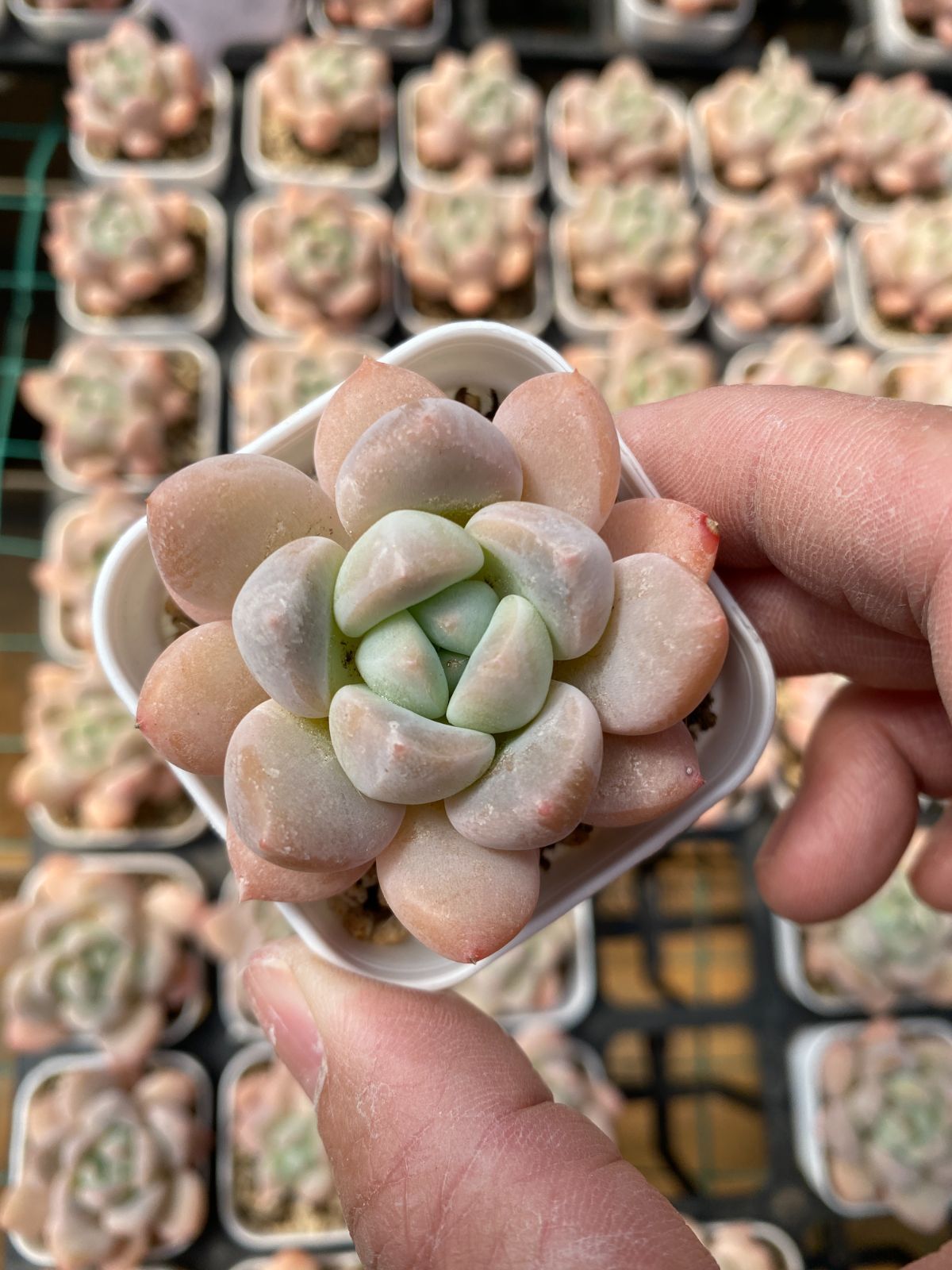 25#多肉植物アエオニウム❤️ ナガ女王 セッカ ❤️19cm拔き苗 新入荷 タイヨウカ×24株 Z6148抜き苗 多肉植物 詰め合わせ