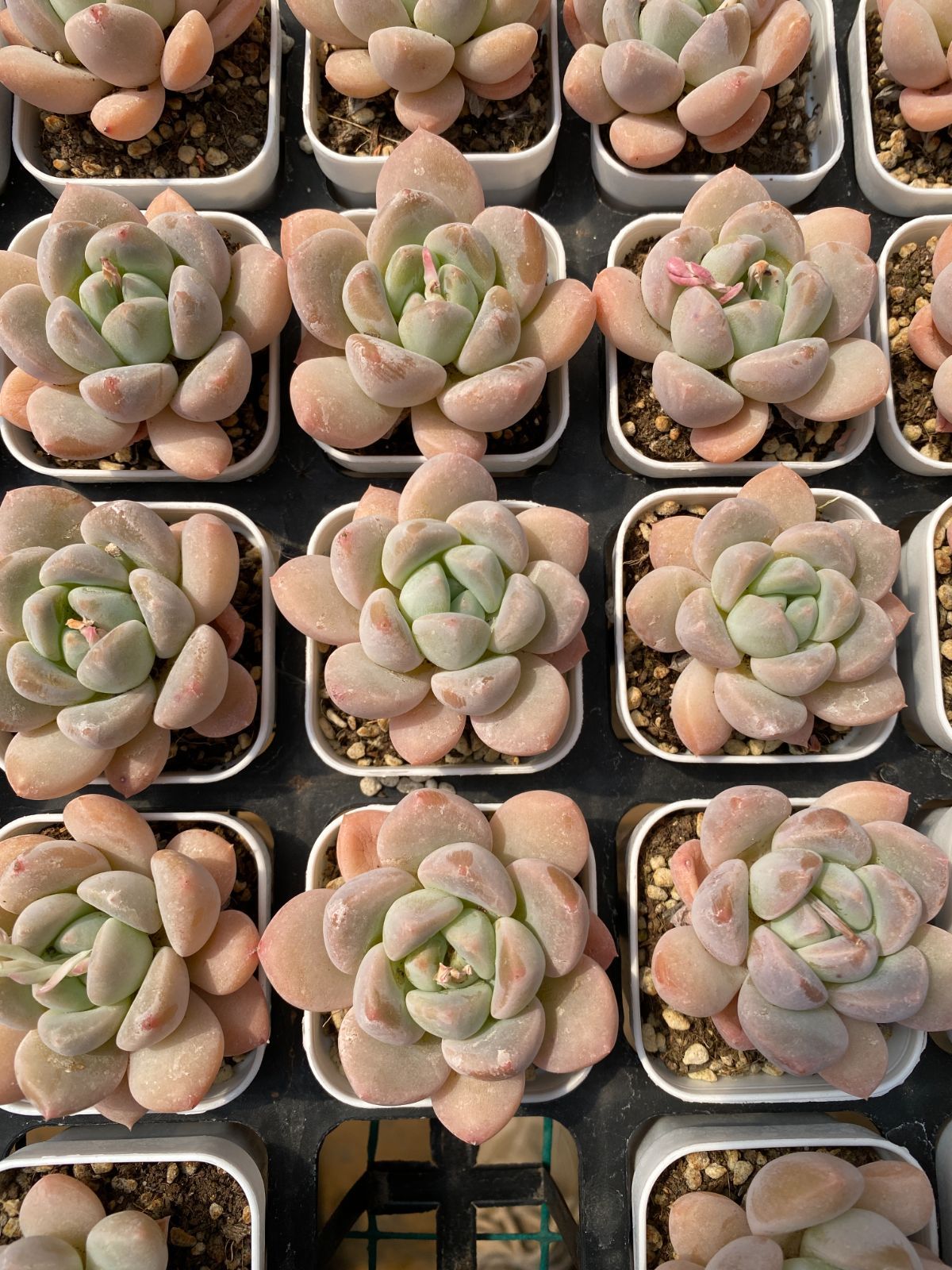 新入荷 タイヨウカ×24株 Z6148抜き苗 多肉植物 詰め合わせ