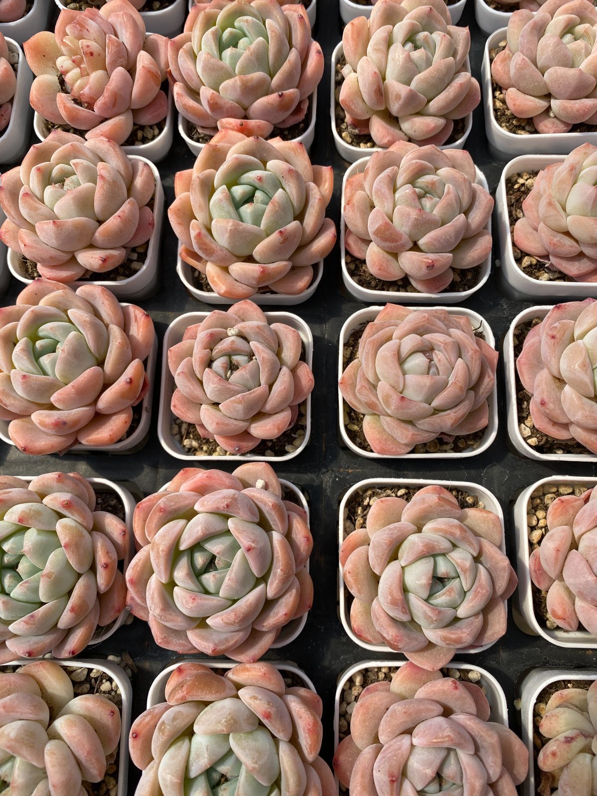 新入荷 ゲンム×24株 Z6132抜き苗 多肉植物 詰め合わせ アエオニウム