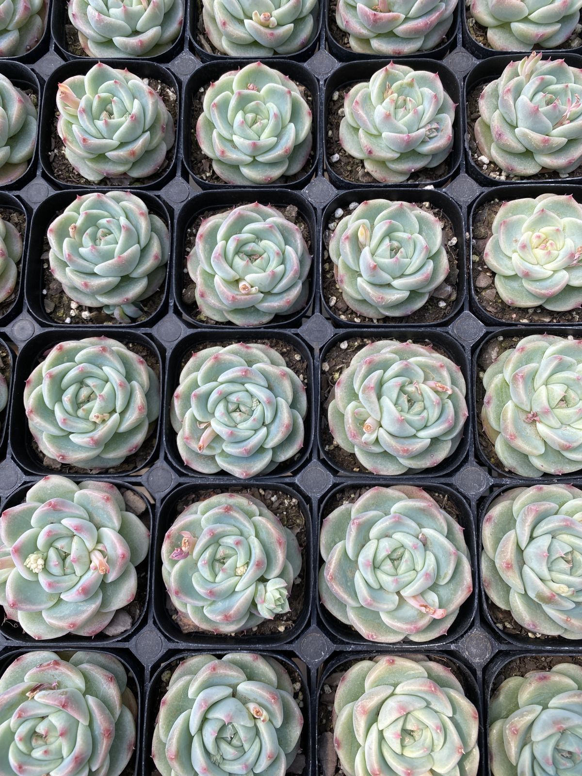新入荷 グリーンボダイ×24株 Z6118抜き苗 多肉植物 詰め合わせ
