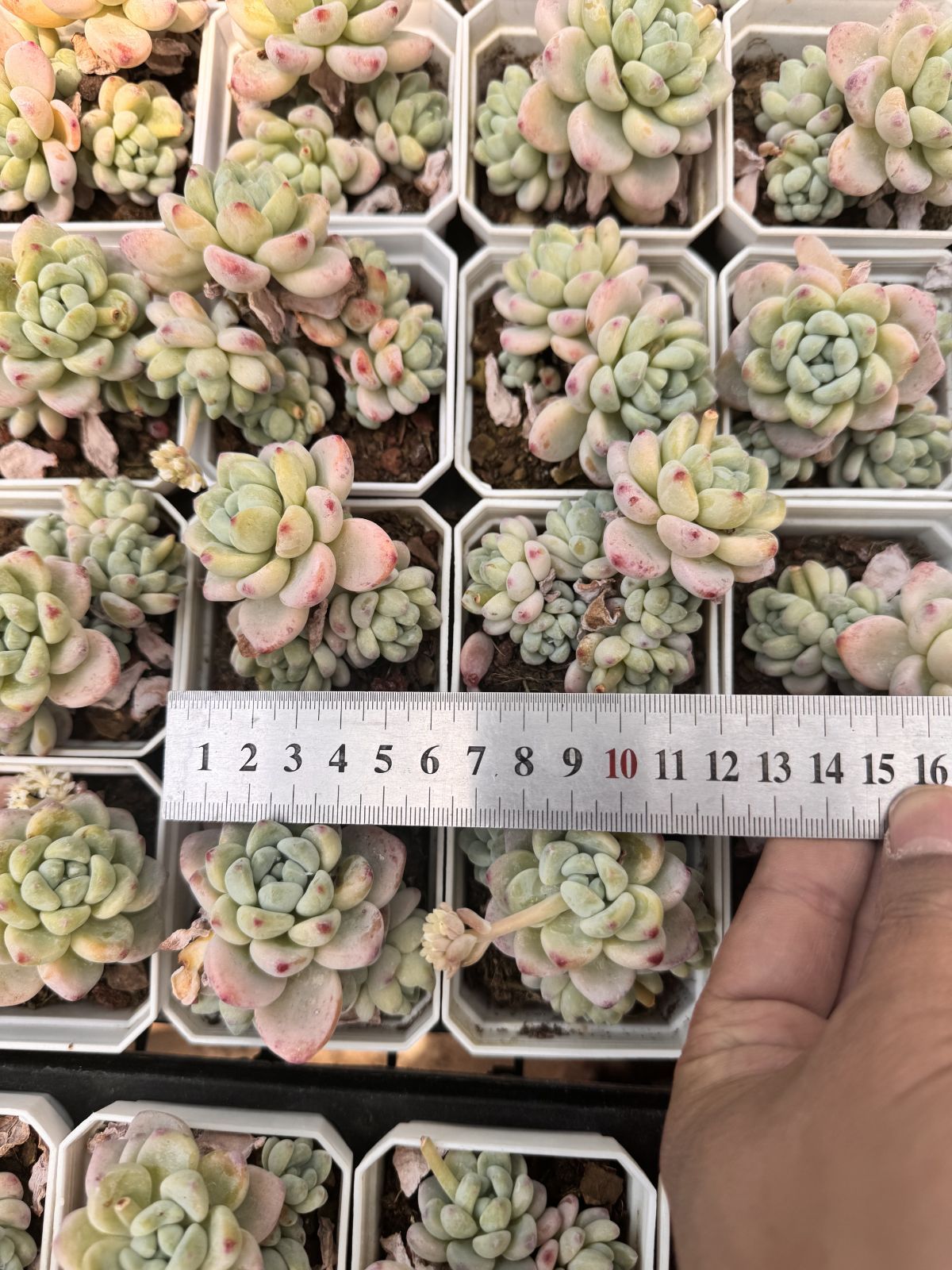 新入荷 ラウル×24株 Z6199抜き苗 多肉植物 詰め合わせ アエオニウム