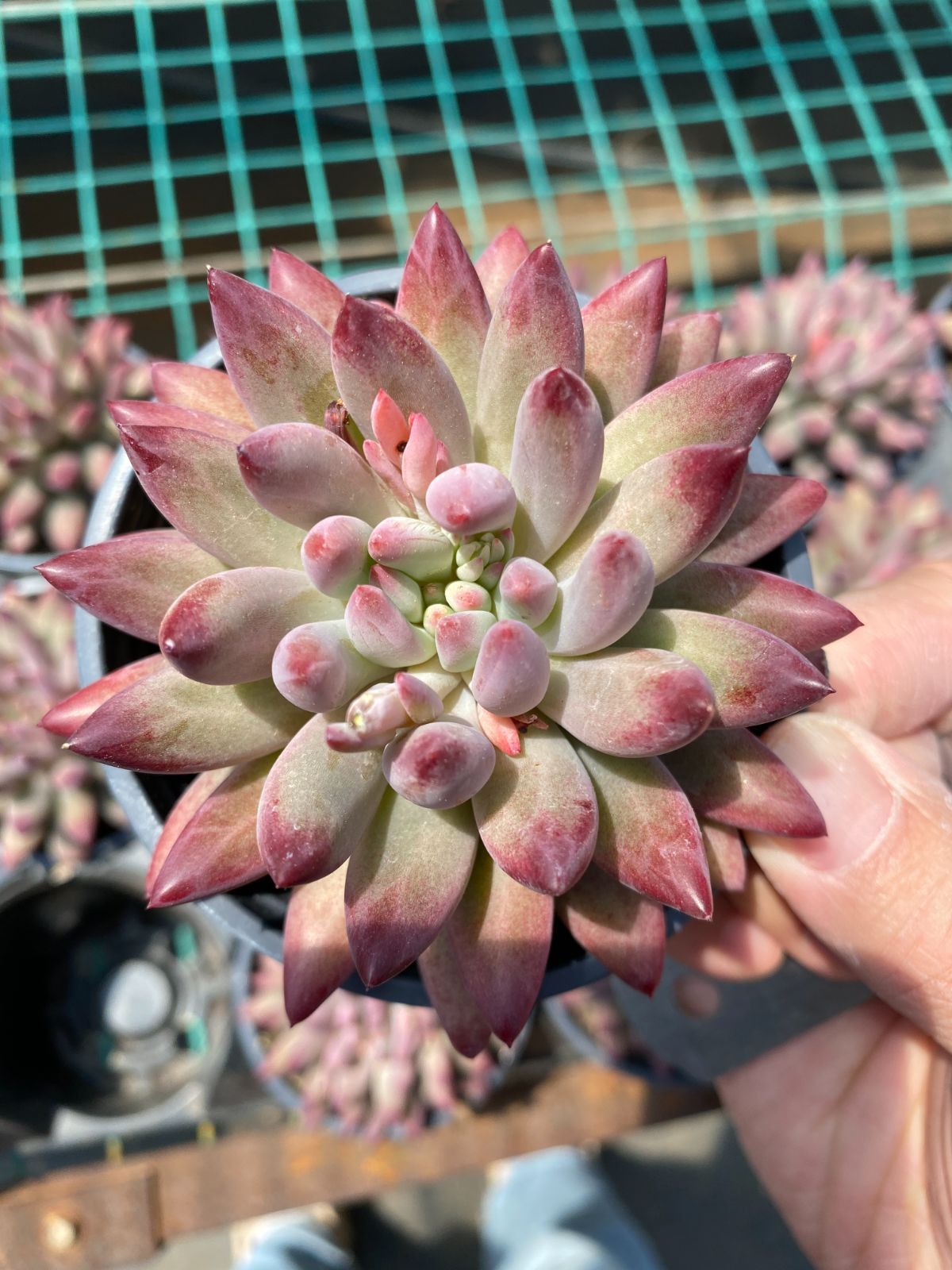 Top【選抜株】多肉植物18887アエオニウム シー　キング15個　鉢無し/脱土 アエオニウム チョコチップ 7号鉢 多肉植物 : 金井園芸 - 通販 - Yahoo
