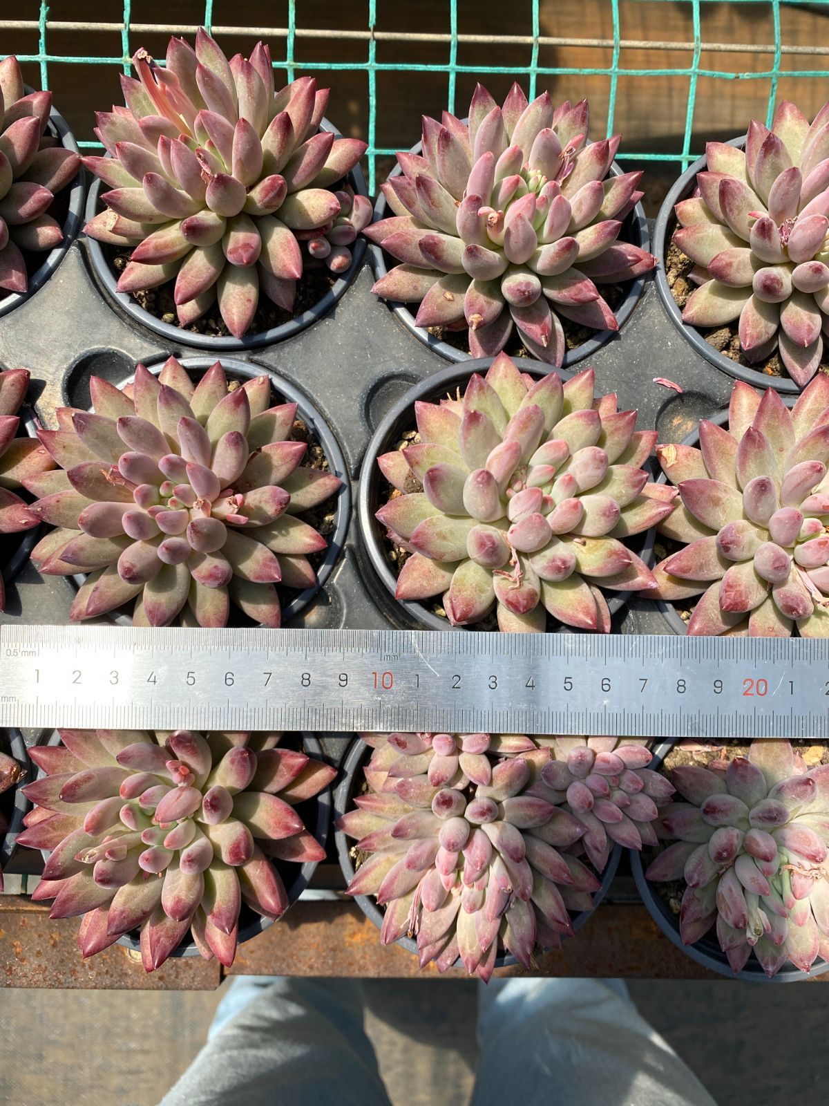 Top【選抜株】多肉植物18887アエオニウム シー　キング15個　鉢無し/脱土 新入荷 多肉植物 エケベリア 落桜 5-6cm 抜き苗 1株 多肉植物 愛多肉