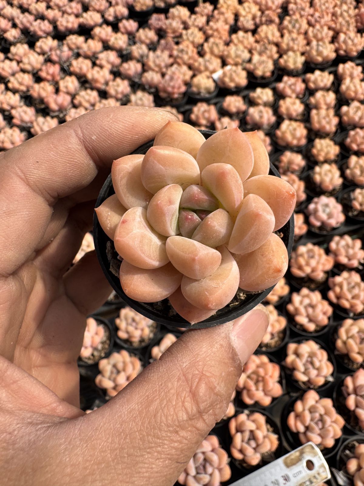 新入荷 ゲツキク×24株 Z6017抜き苗 多肉植物 詰め合わせ アエオニウム