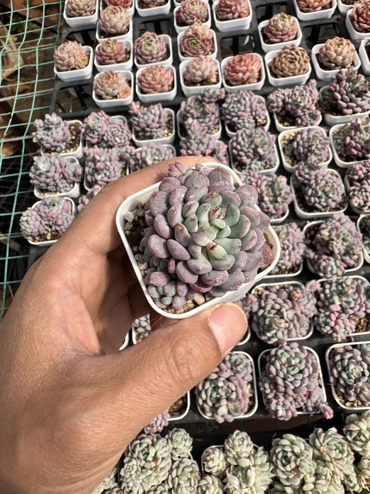 新入荷 ナーヤエルフ×24株 Z6015抜き苗 多肉植物 詰め合わせ