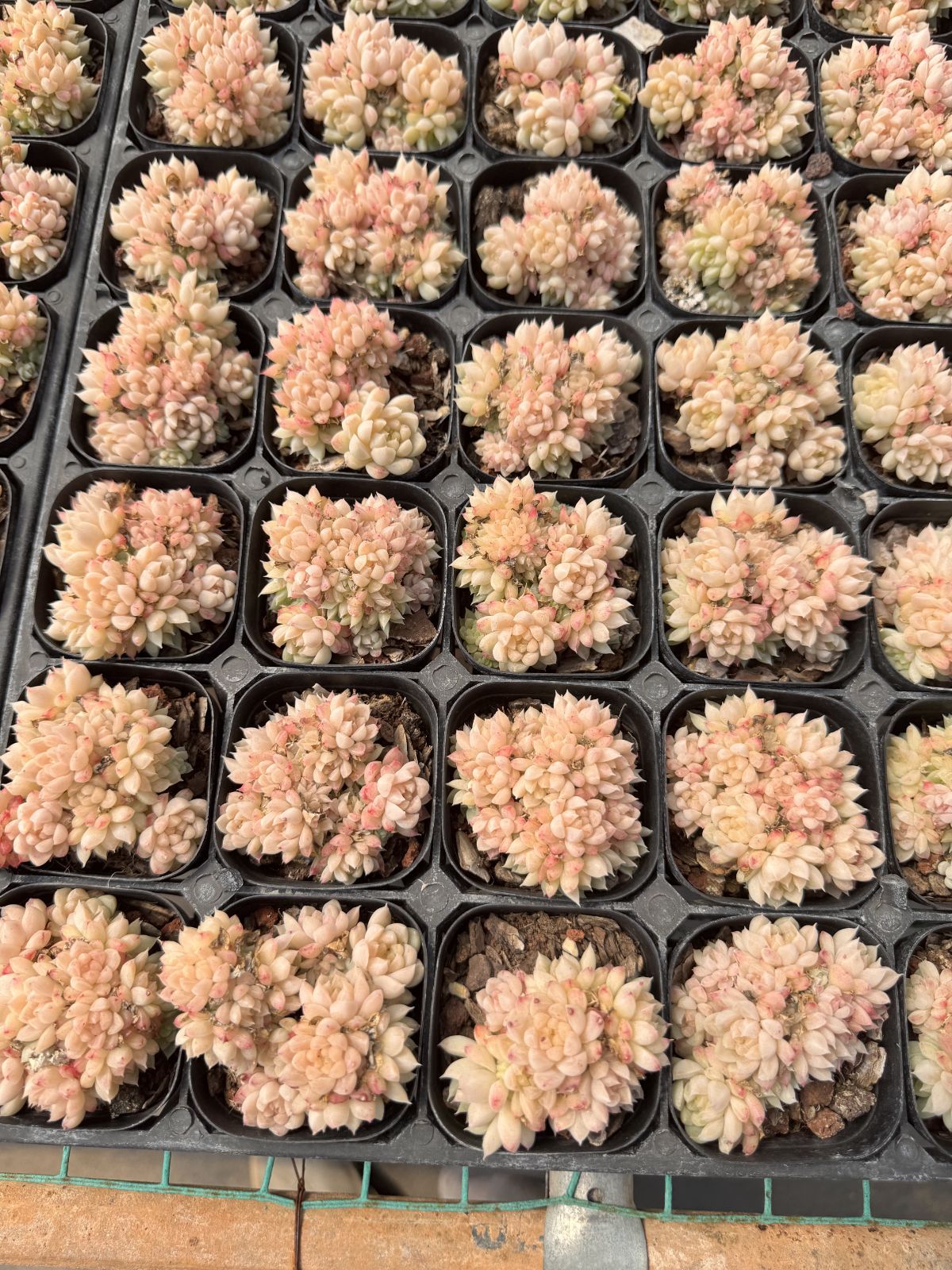 新入荷 エメラルド×24株 Z6042抜き苗 多肉植物 詰め合わせ