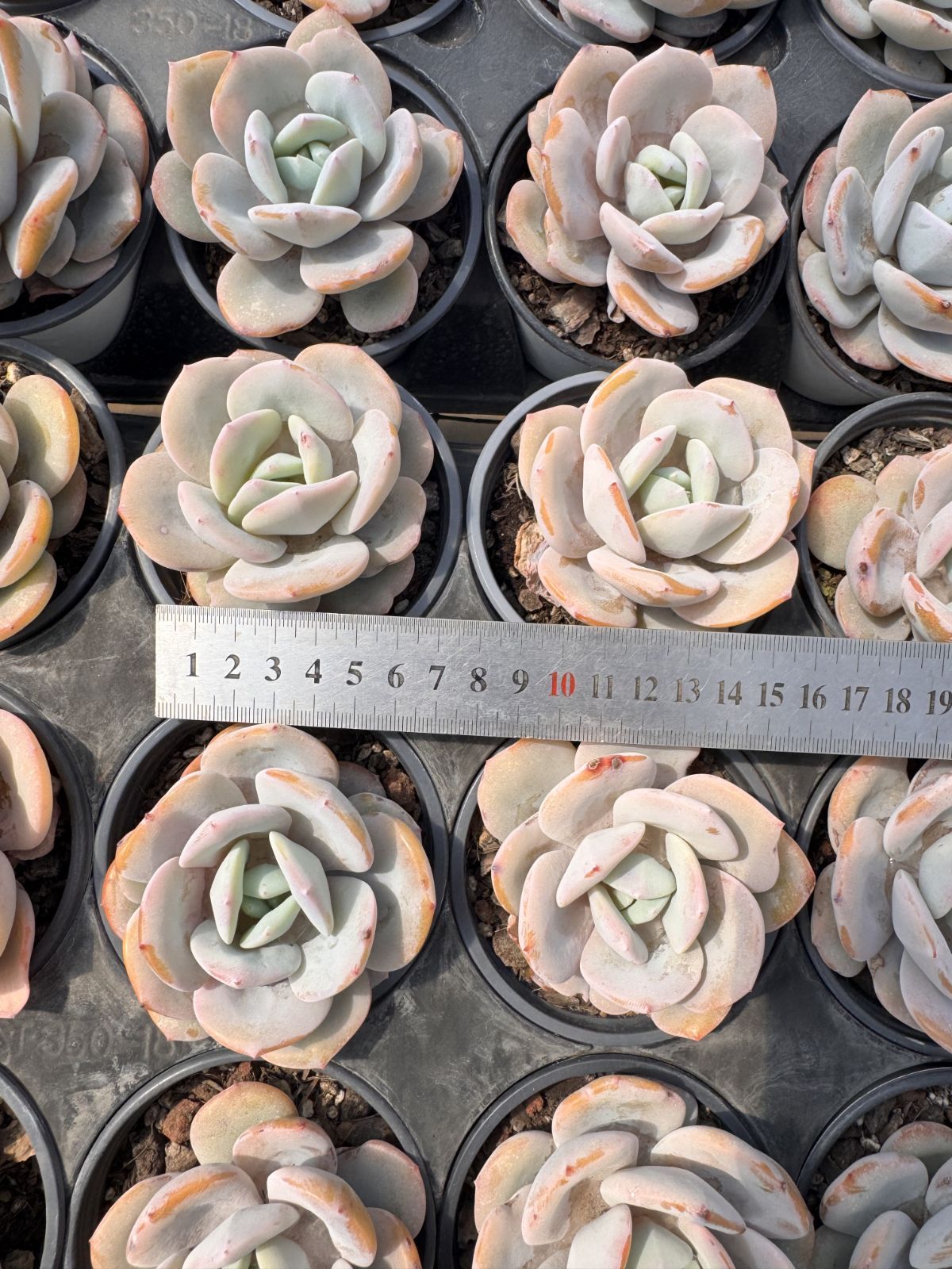 J0028レッドブル×128苗 多肉植物 エケベリア セダム アエオニウム