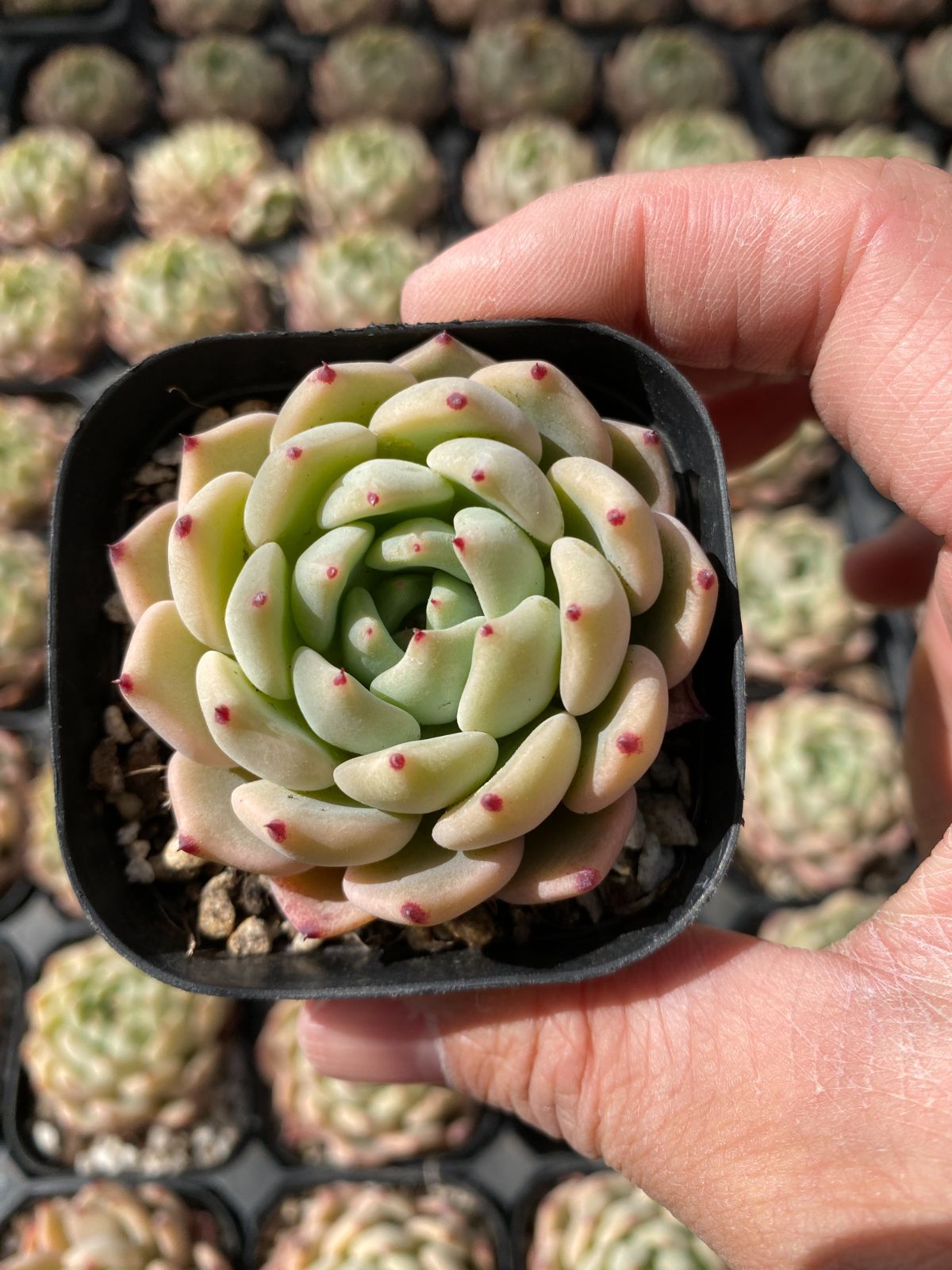 新入荷 エース×24株 Z6100抜き苗 多肉植物 詰め合わせ アエオニウム