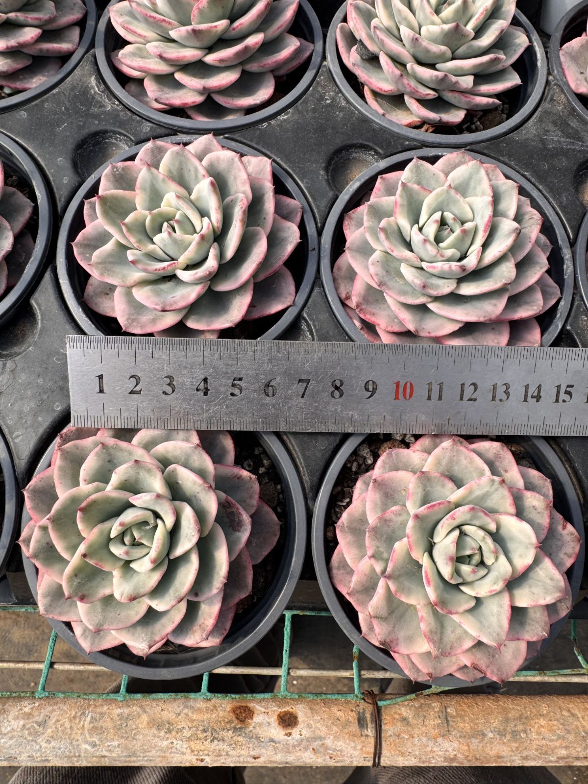 新入荷 クリームイエローピーチニシキ×18株 Z6004抜き苗 多肉植物