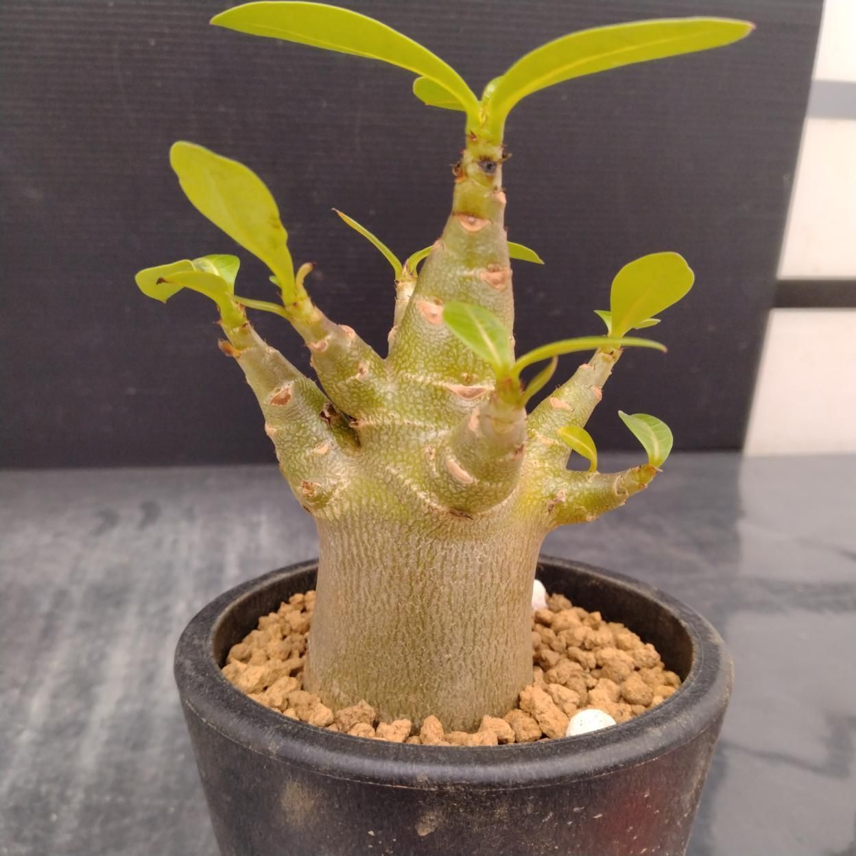 Z796 「塊根植物」アデニウム ドワーフ 【詳細品種不明・実生・多肉