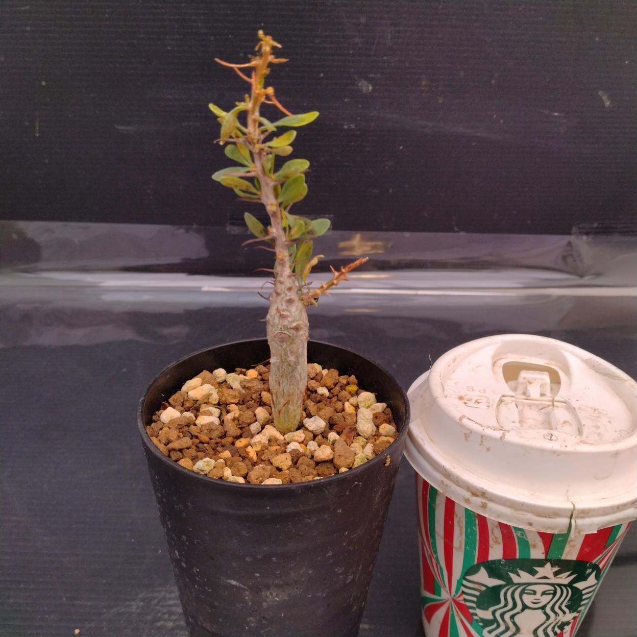 Z861 「実生」フォークイエリア コルムナリス 植え【発根・多肉植物