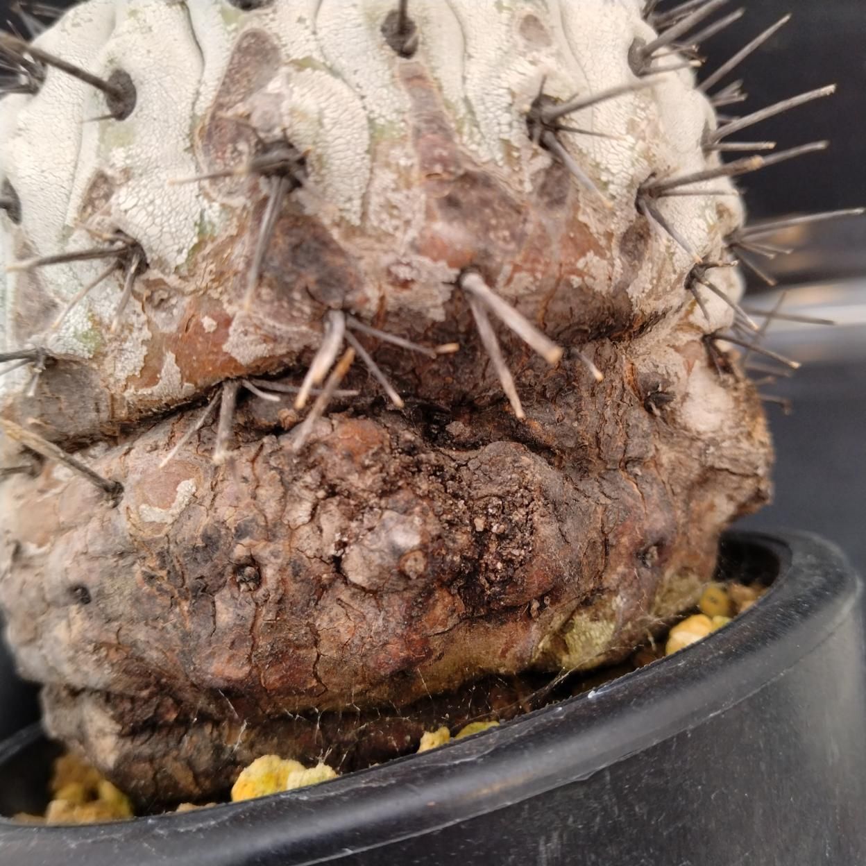 Z877 「サボテン」コピアポア コルムナアルバ 植え【発根甘目・多肉