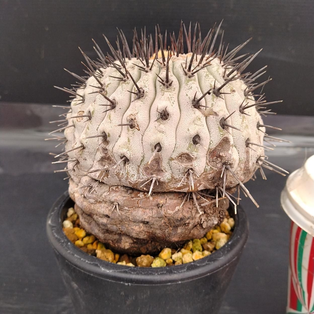 Z877 「サボテン」コピアポア コルムナアルバ 植え【発根甘目・多肉