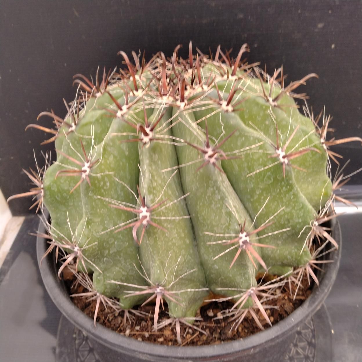 Z952 「多肉植物L」フェロカクタス 半島玉 巨大株【最新着・Ferocactus