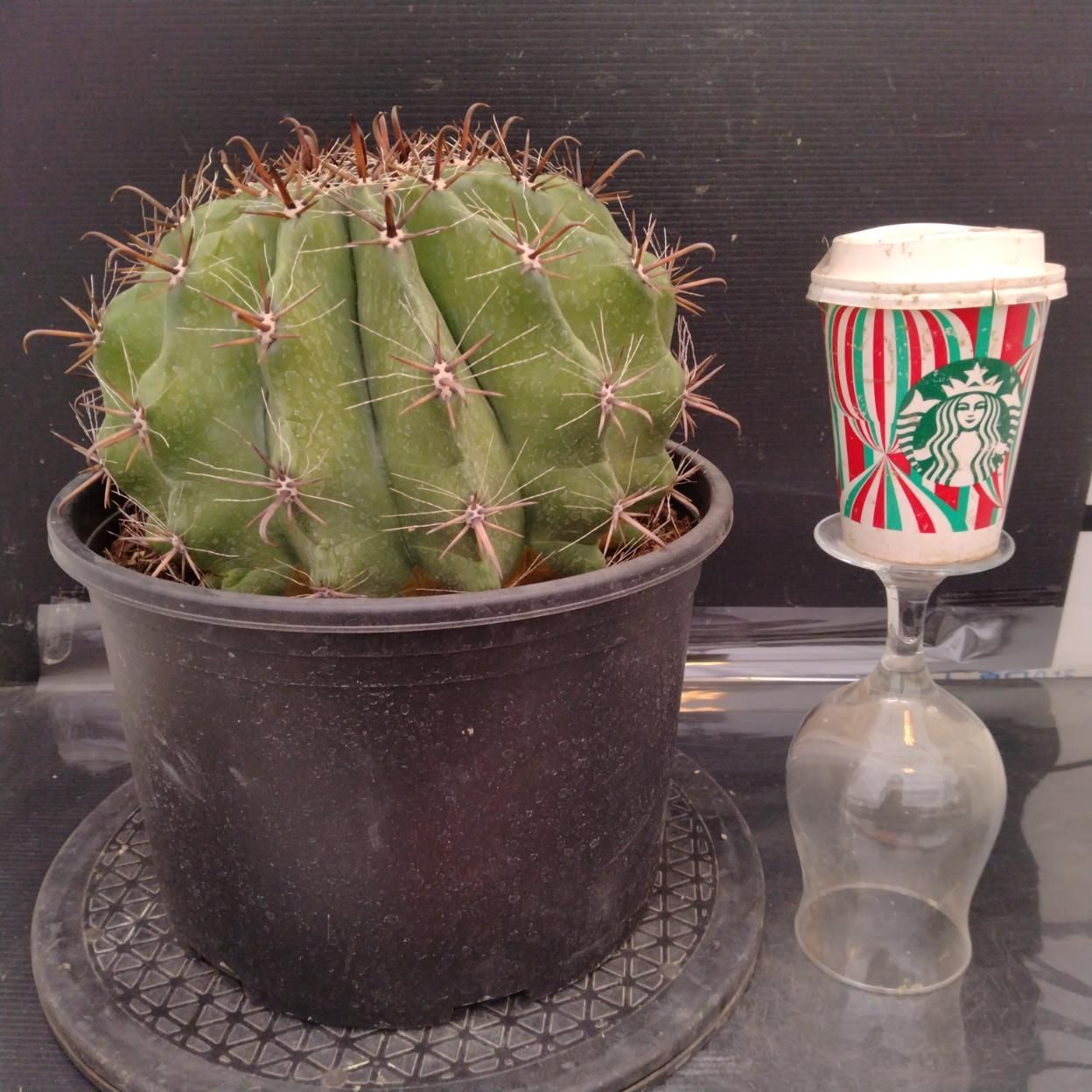 Z952 「多肉植物L」フェロカクタス 半島玉 巨大株【最新着・Ferocactus