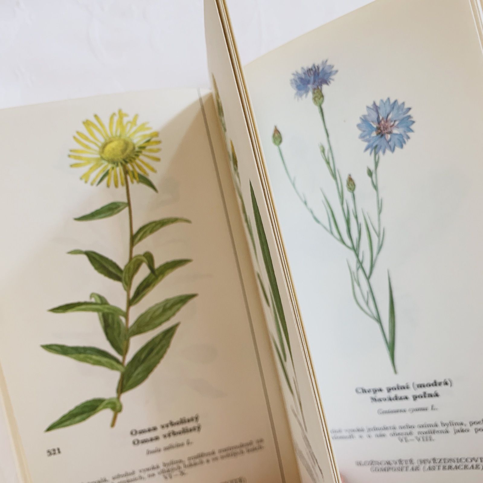 植物図鑑　洋書　チェコ植物図鑑　ボタニカルアート チェコ 植物図鑑 ボタニカルアート 植物画集 ヴィンテージ Chranene