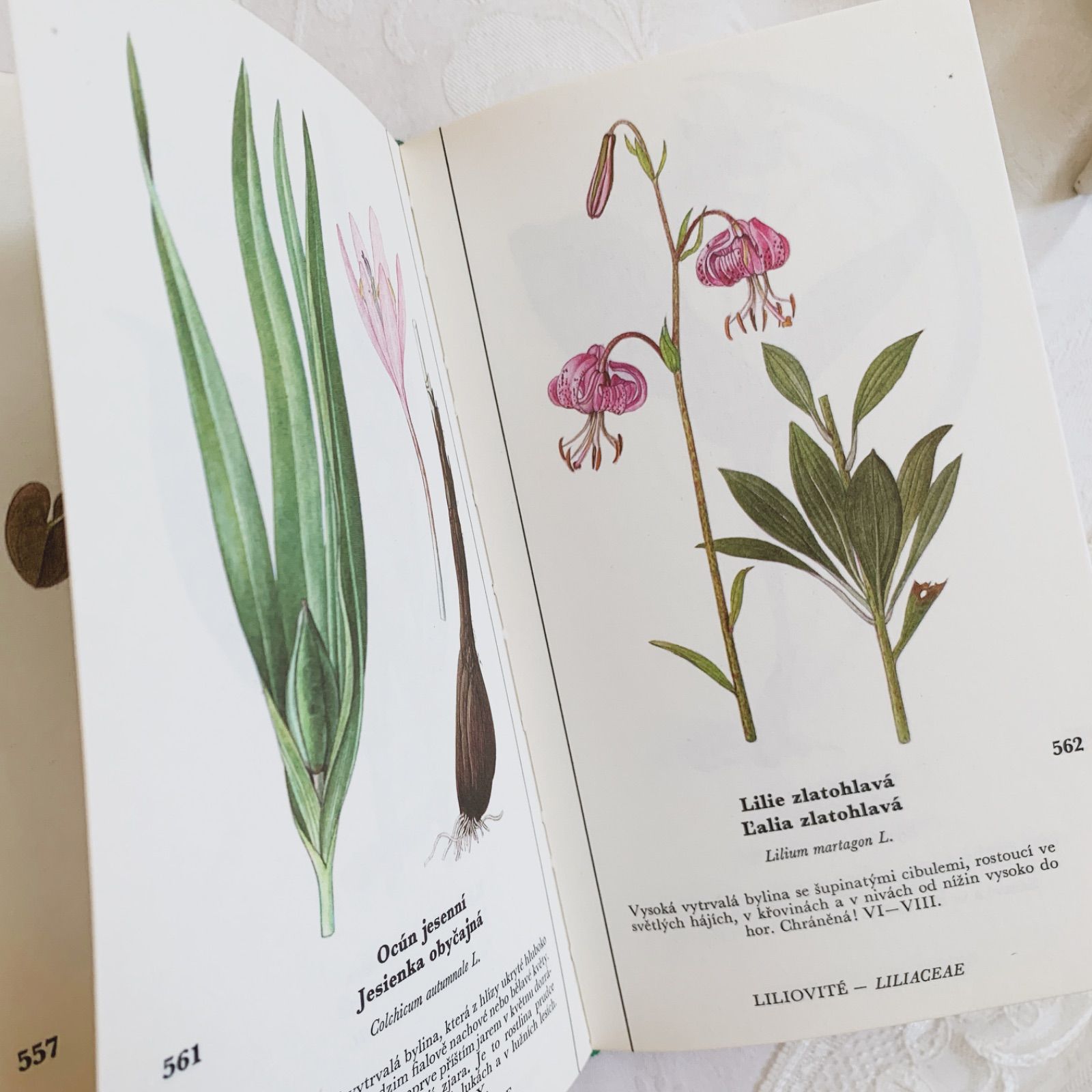 1973年チェコ印刷ビンテージ植物図鑑 - 私たちの花-Naše květiny