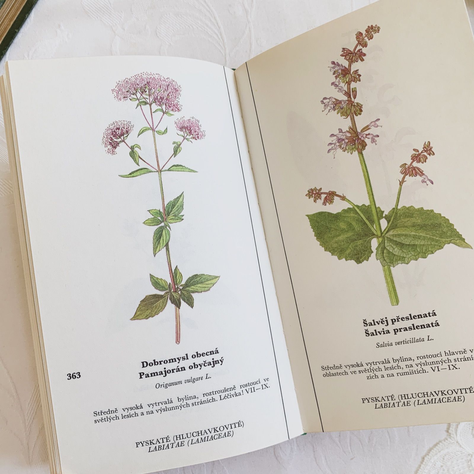 1973年チェコ印刷ビンテージ植物図鑑 - 私たちの花-Naše květiny