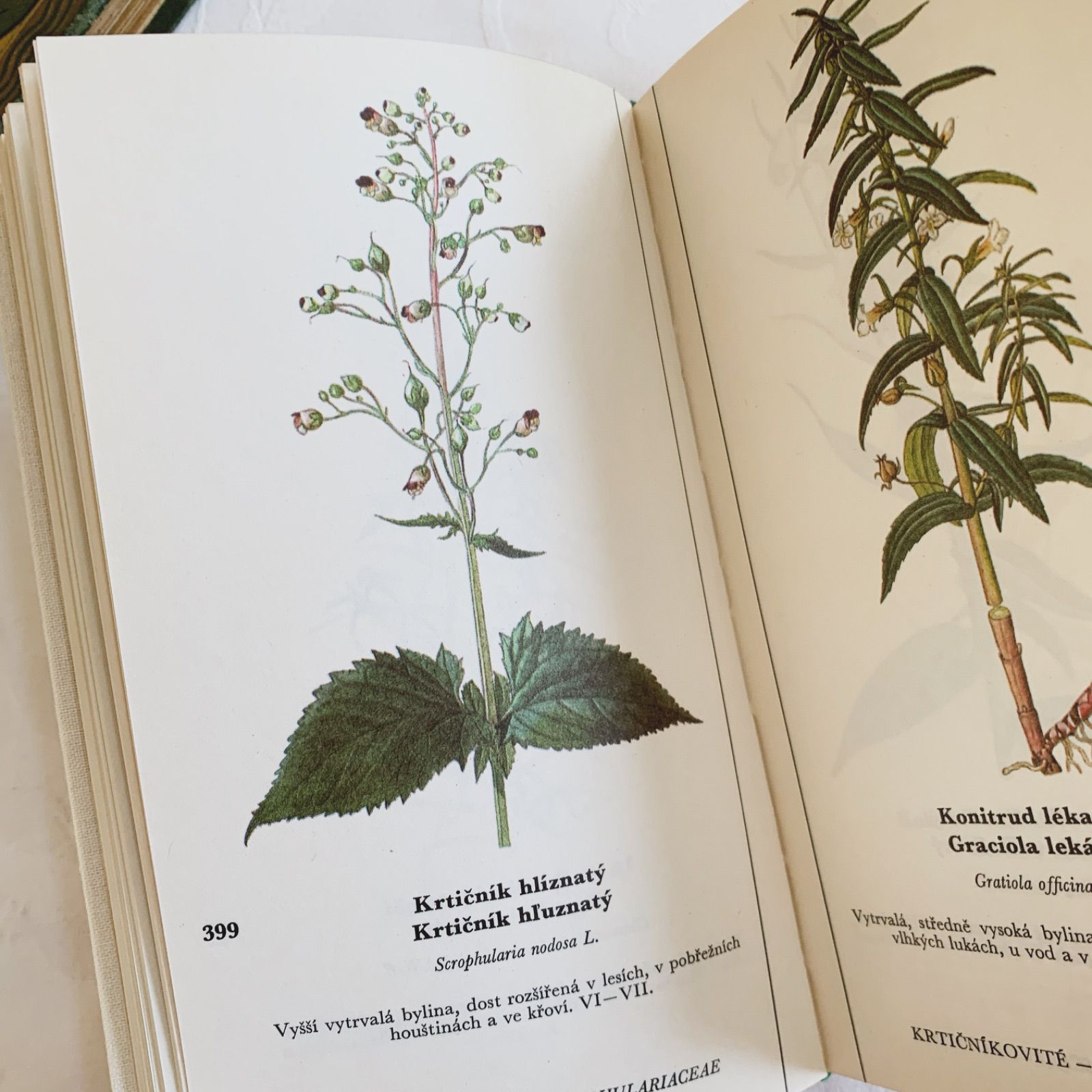 週末Sale❁洋書古書 レア 植物図鑑 フランス 植物学者ガストン・ボニエ 希少】美品 フランス植物図鑑 洋書 古書 - メルカリ