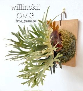 frog_yamato【willinckii OMG】ウィリンキー O.M.G spore スポア super
