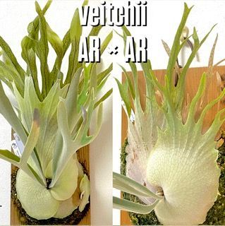 frog_yamato【veitchii AR×AR】ベイチー Auburn river アーバンリバー