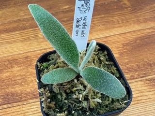 frog_yamato【veitchii wild Gede】トキントキン ベイチー ゲデ spore