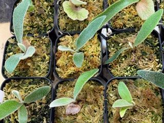 frog_yamato【veitchii wild Gede】トキントキン ベイチー ゲデ spore