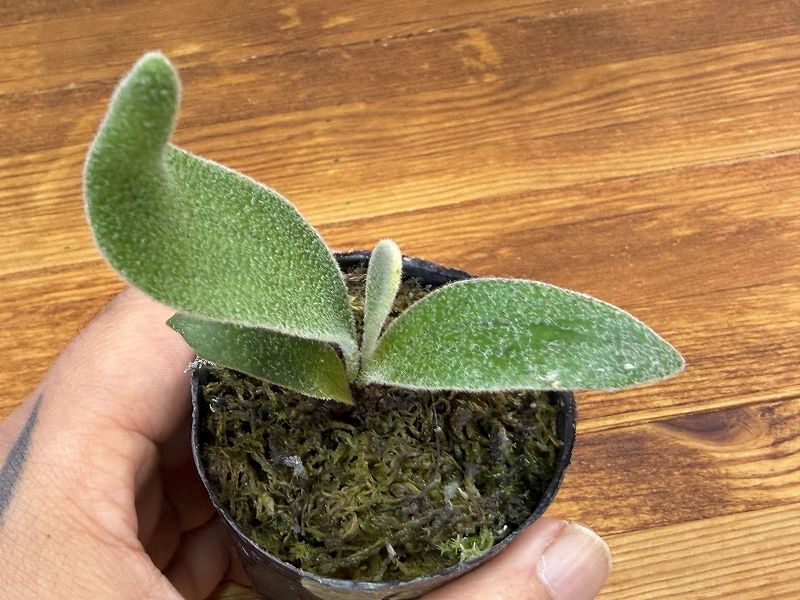 frog_yamato【veitchii wild Gede】トキントキン ベイチー ゲデ spore