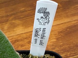 frog_yamato【veitchii wild Gede】トキントキン ベイチー ゲデ spore