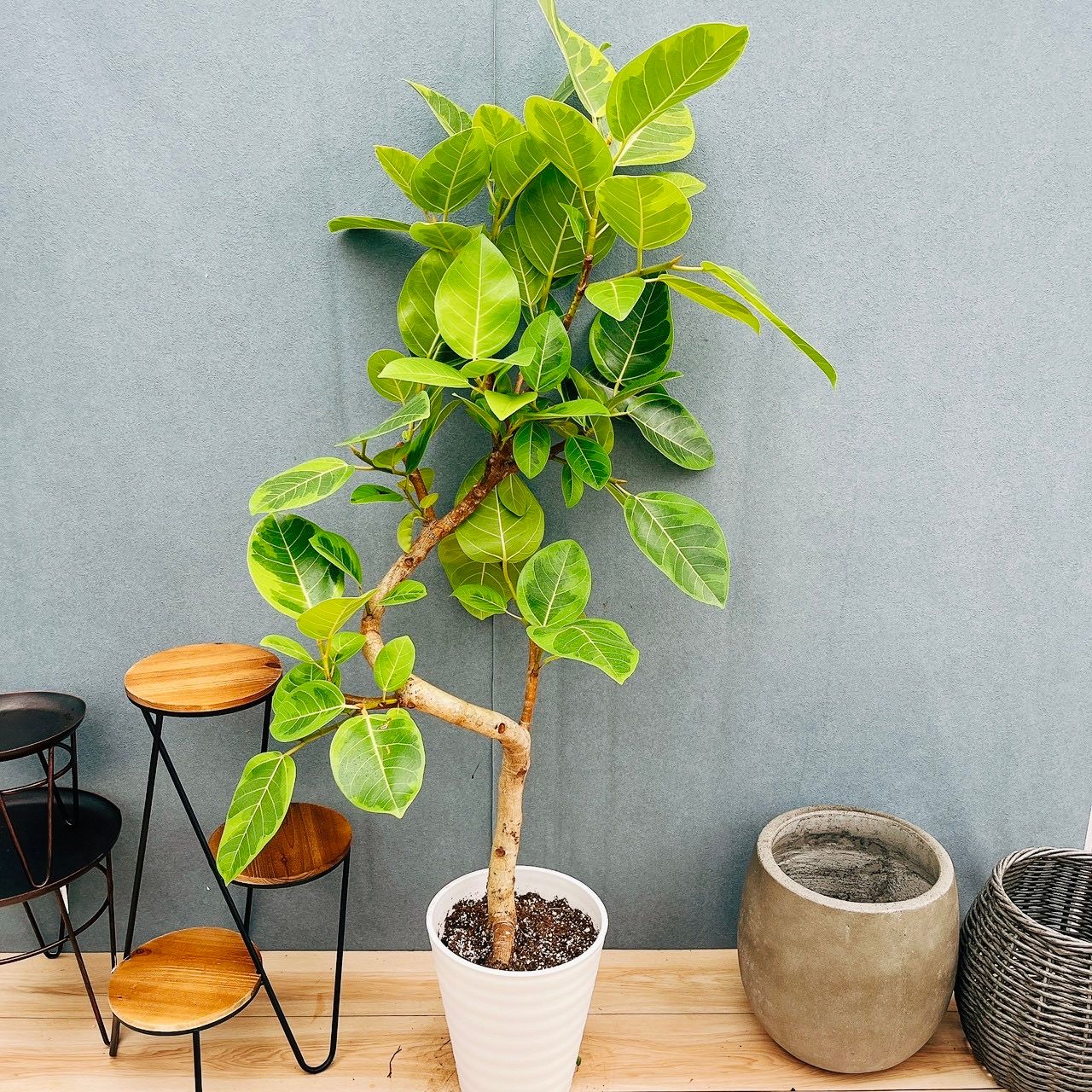 ［現品］4番　フィカス　アルテシマ　8号　観葉植物　室内　大型　特大　ゴムの木　おしゃれ　かわいい 斑入り