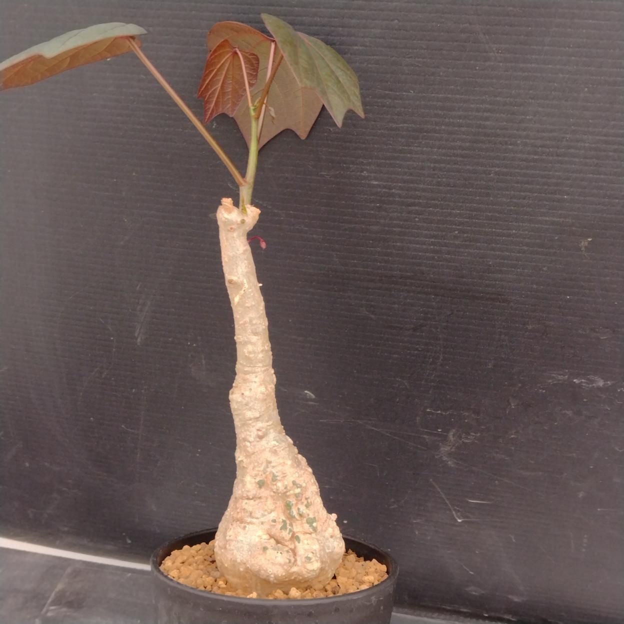 アデニア　ステイローサ　生活雑貨 家庭用品 ガーデニング　観葉植物　塊根植物　多肉植物　ビザールプランツ　レアプランツ　ガーデニング　植物　グリーン　趣味　盆栽　葉　花　庭　草　インテリア　おしゃれ　飾り　園芸　 Z058 「塊根植物」アデニア ステイローサ 植え【発根・Adenia stylosa