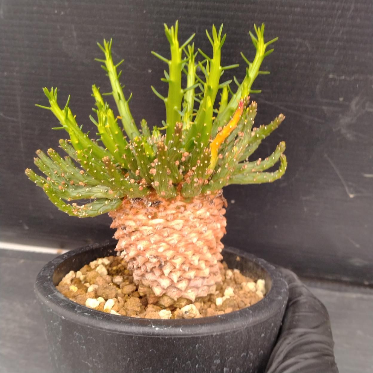 新作販売 C436【King-plants】塊根植物 ユーフォルビア ガムケンシス