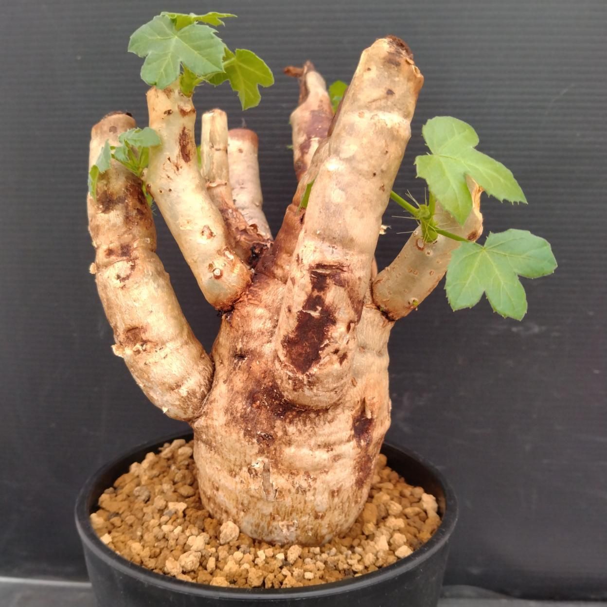 Z078 「塊根植物」 ヤトロファ スピカータ 植え【発根未確認・Jatropha 