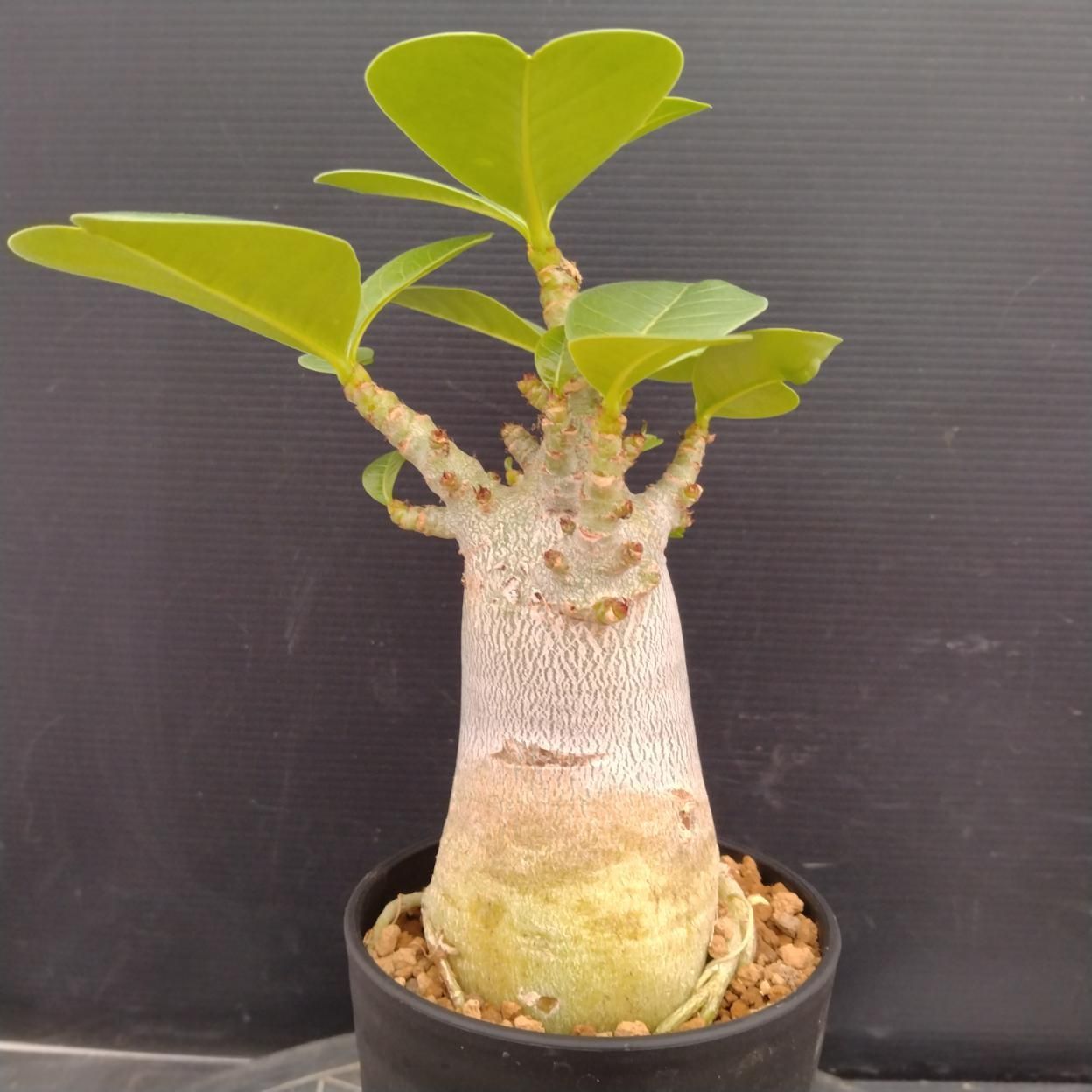 Z113 「塊根植物」アデニウム アラビカム ドワーフ選抜株 植え【発根