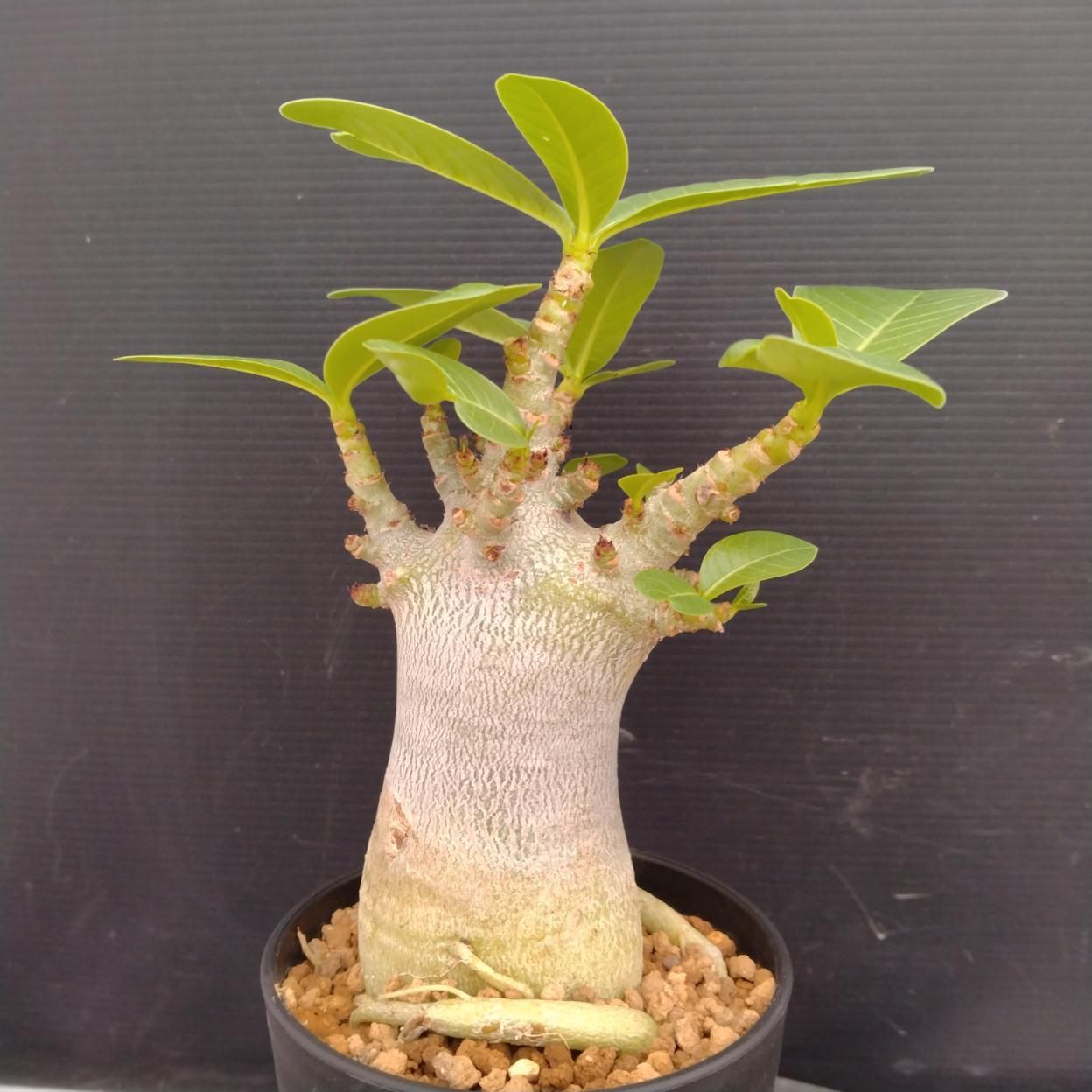 Z113 「塊根植物」アデニウム アラビカム ドワーフ選抜株 植え【発根