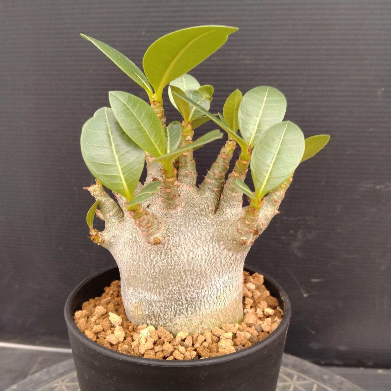 Z116 「塊根植物」アデニウム アラビカム ドワーフ選抜株 植え【発根