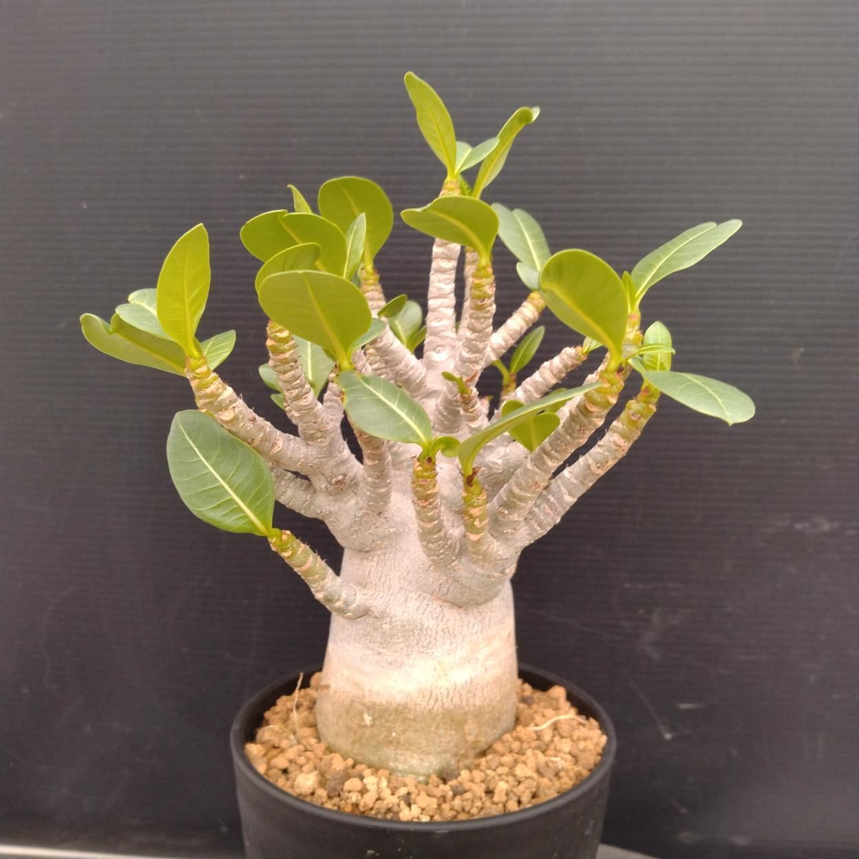 Z118 「塊根植物」アデニウム アラビカム ドワーフ選抜株 植え【発根