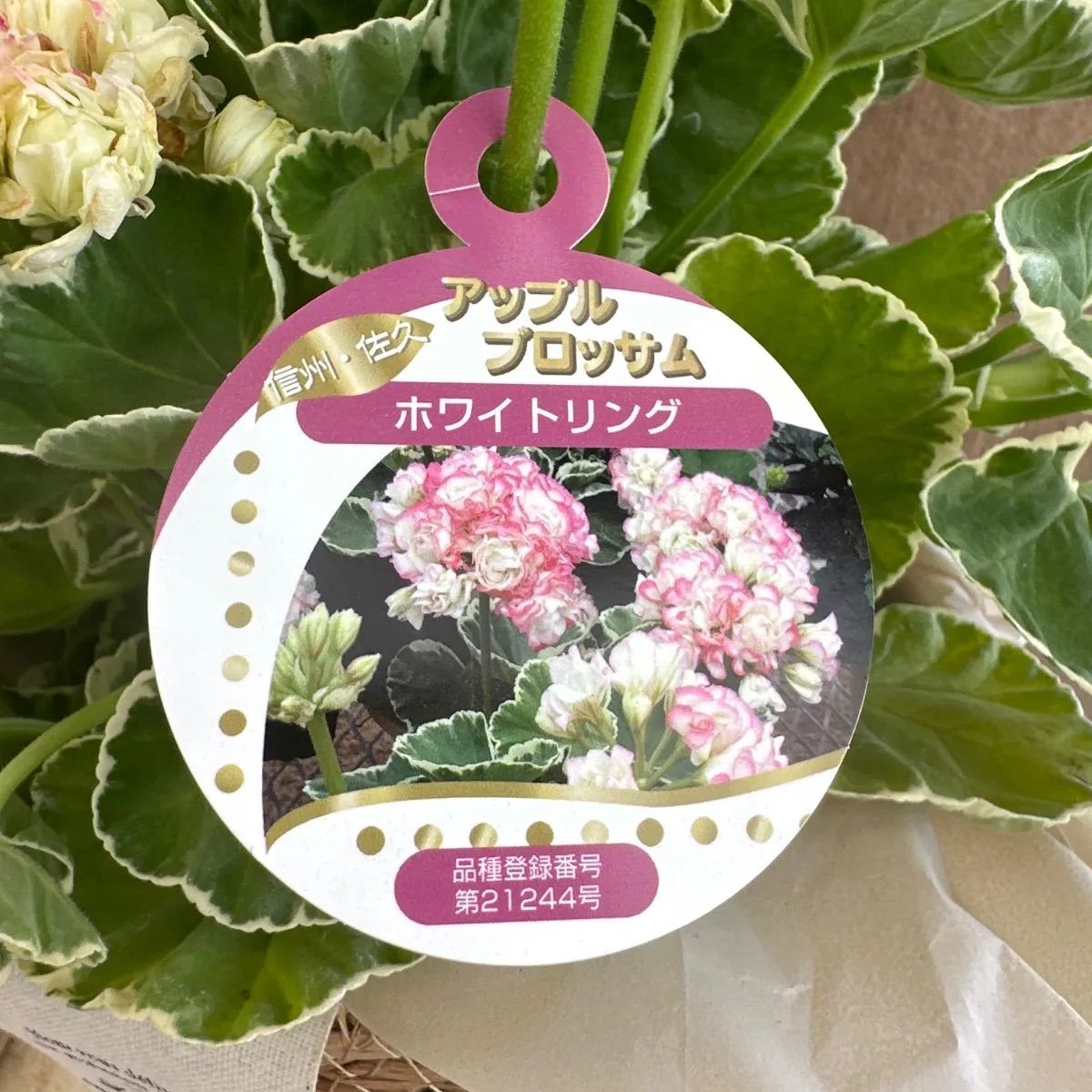 ゼラニウム A．ホワイトリング（パテント）② カゴ付き 現品 種苗登録