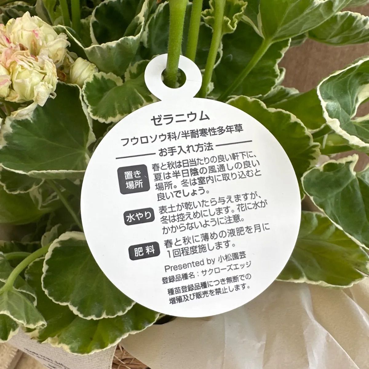 ゼラニウム A．ホワイトリング（パテント）② カゴ付き 現品 種苗登録