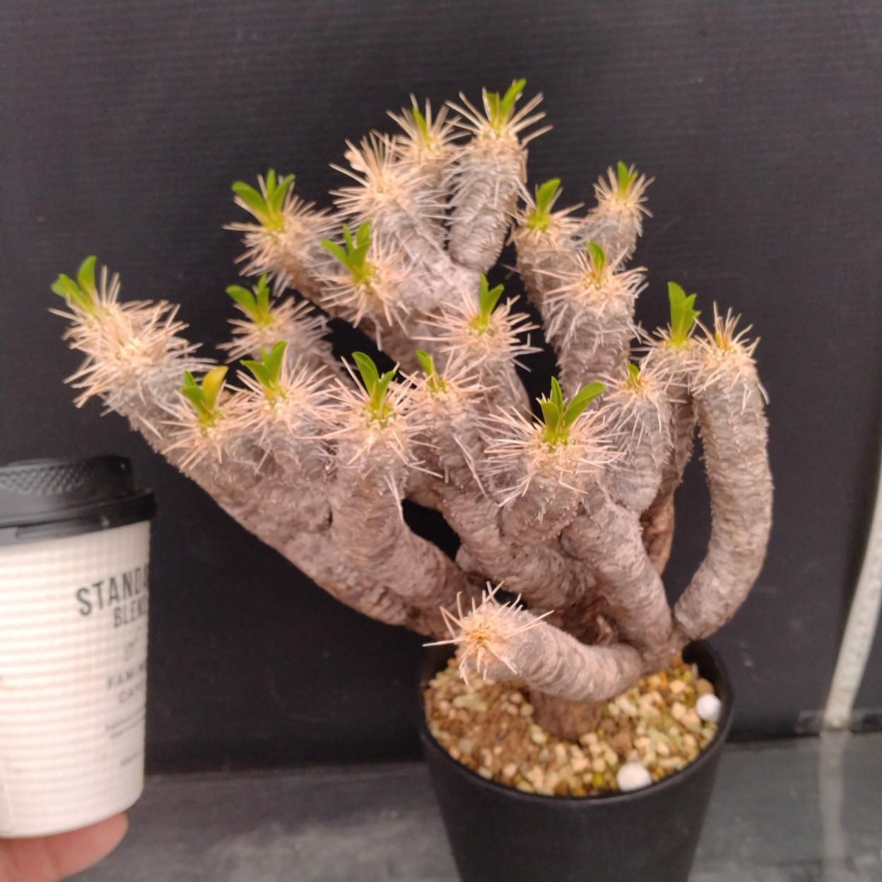 超新鮮！　ユーフォルビア　ガリエピナ　種子　3粒 多肉植物　塊根植物　写真1枚目 Z325 「多肉植物」ユーフォルビア ギラウミニアナ 植え【発根未確認