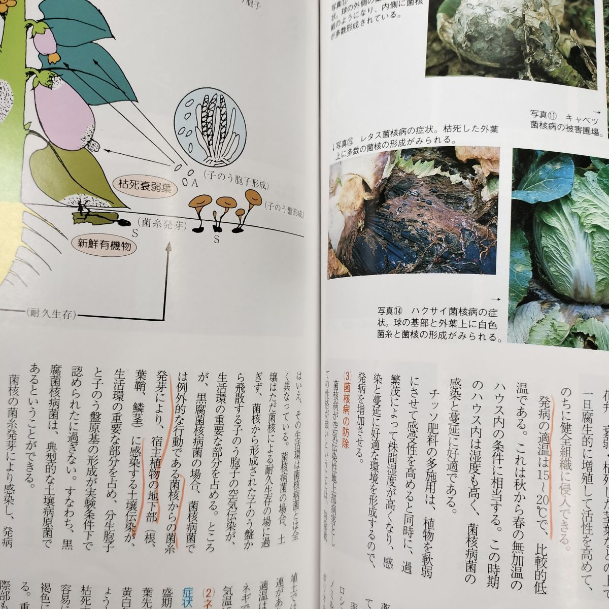 【中古】 野菜の土壌病害 野菜の土壌病害 その発生のしくみと防ぎ方 駒田旦 タキイ種苗 160181