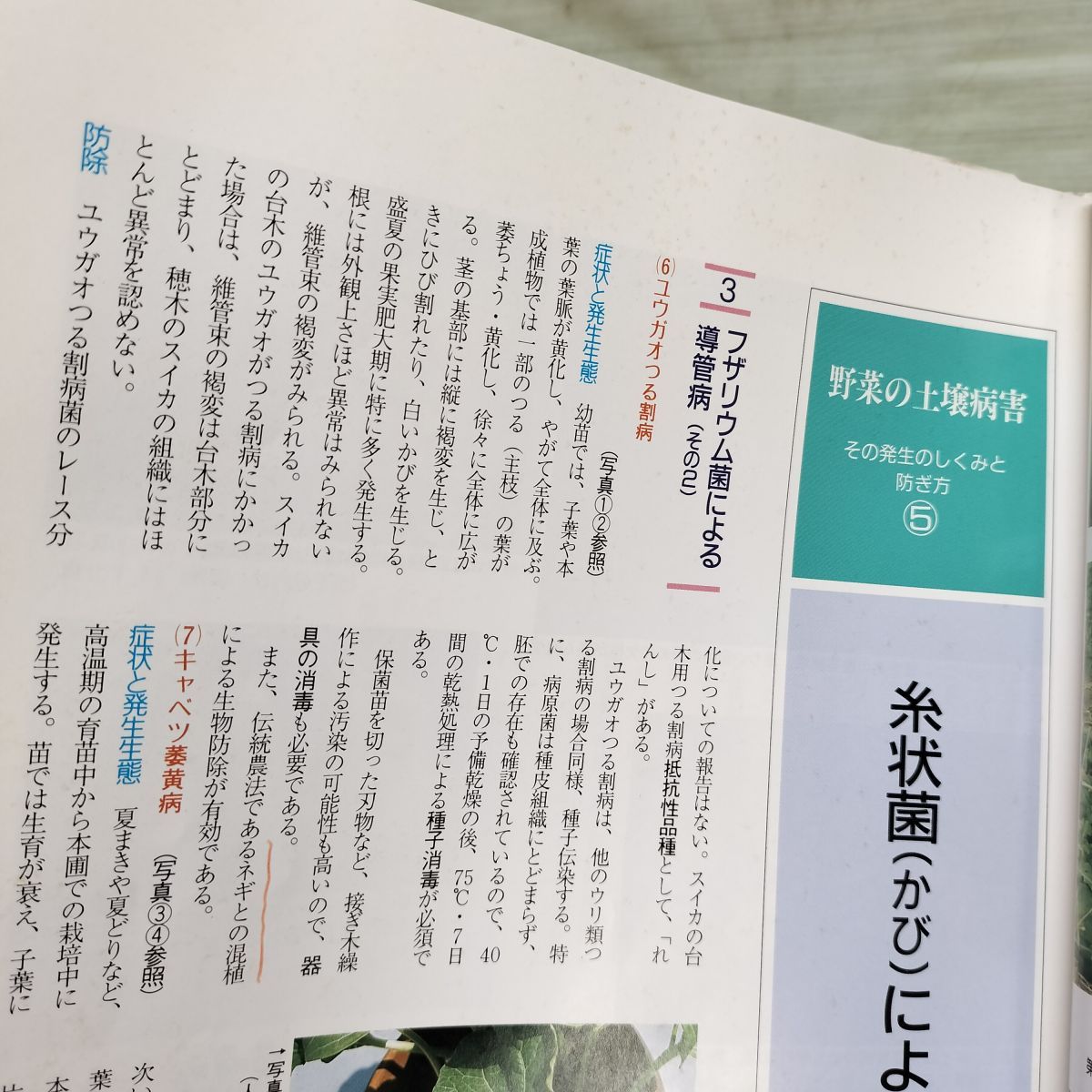 【中古】 野菜の土壌病害 野菜の土壌病害 その発生のしくみと防ぎ方 駒田旦 タキイ種苗 160181