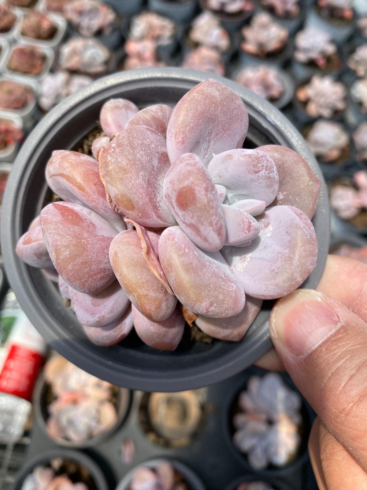 多肉植物　Z6286　グンショウシュエトゥー　18株　抜き苗　エケベリア　セダム　アエオニウム　韓国苗　寄せ植え　詰め合わせ