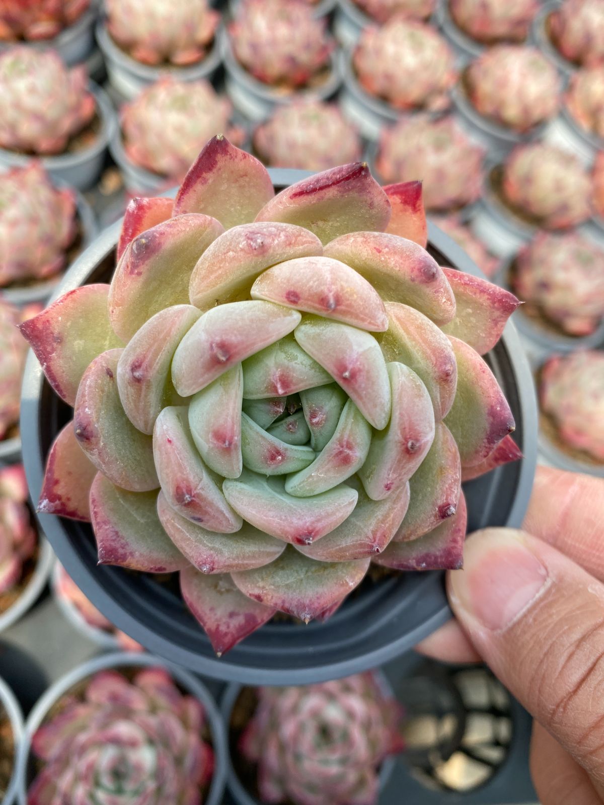 多肉植物　Z6243　コウラトウ　18株　抜き苗　エケベリア　セダム　アエオニウム　韓国苗　寄せ植え　詰め合わせ