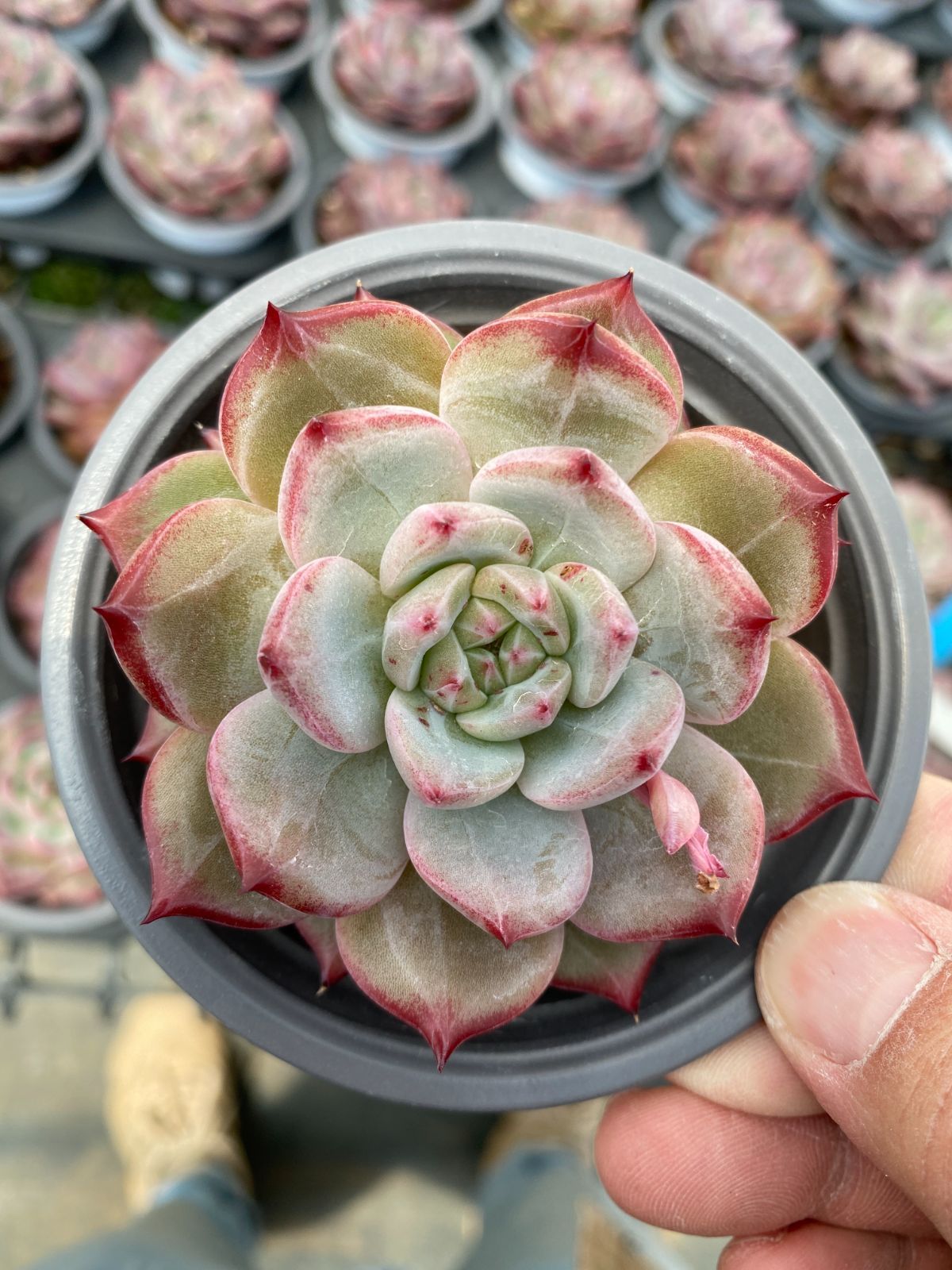 多肉植物　Z6292　ブラックサムライ　18株　抜き苗　エケベリア　セダム　アエオニウム　韓国苗　寄せ植え　詰め合わせ